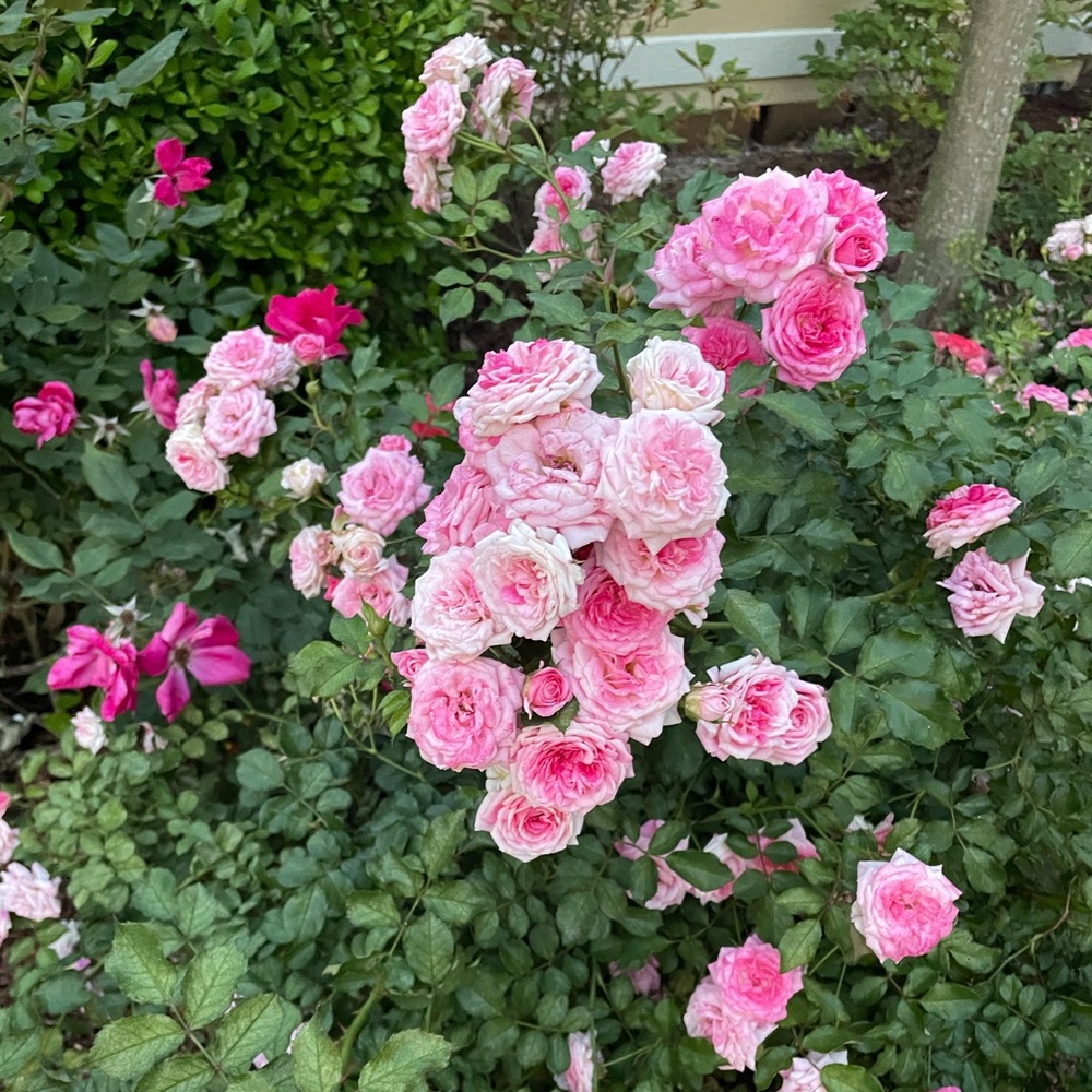 Meet your Posher, Cass